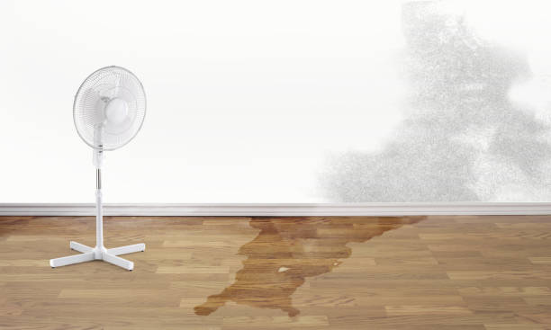 Best Professional water damage repair  in Kingston, PA